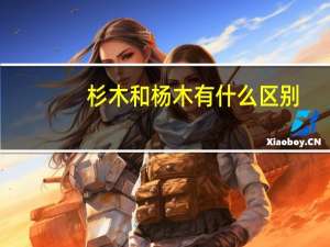 杉木和杨木有什么区别
