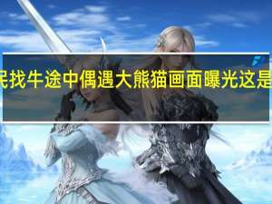 村民找牛途中偶遇大熊猫 画面曝光这是什么运气