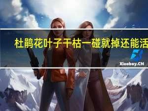 杜鹃花叶子干枯一碰就掉还能活吗