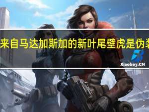 来自马达加斯加的新叶尾壁虎是伪装大师