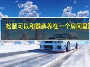 松鼠可以和鹦鹉养在一个房间里面吗