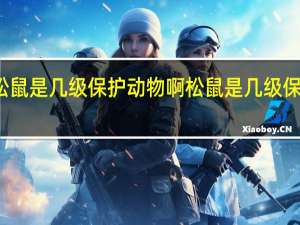 松鼠是几级保护动物啊 松鼠是几级保护动物