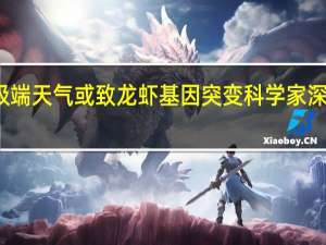 极端天气或致龙虾基因突变 科学家深入探究