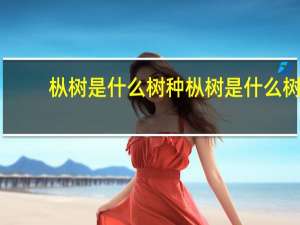 枞树是什么树种 枞树是什么树