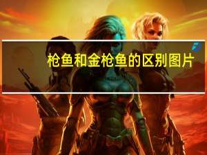 枪鱼和金枪鱼的区别图片（枪鱼）