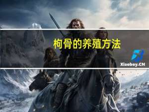 枸骨的养殖方法：及时修剪冒出土面的不定根