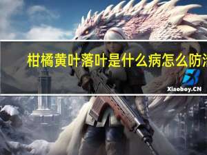 柑橘黄叶落叶是什么病怎么防治