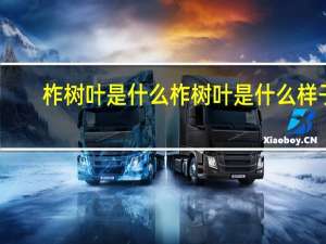 柞树叶是什么 柞树叶是什么样子