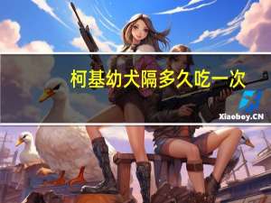柯基幼犬隔多久吃一次