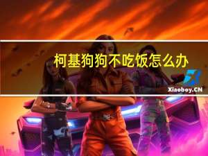 柯基狗狗不吃饭怎么办