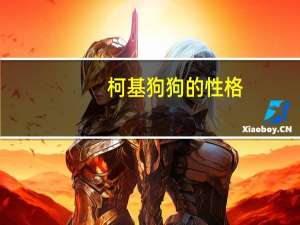 柯基狗狗的性格