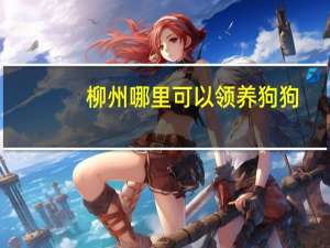 柳州哪里可以领养狗狗