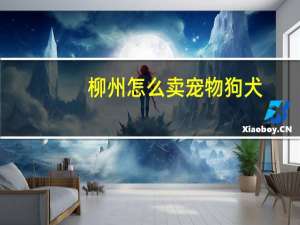 柳州怎么卖宠物狗犬