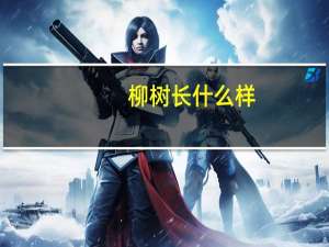 柳树长什么样