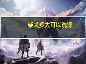 柴犬多大可以洗澡