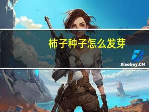 柿子种子怎么发芽