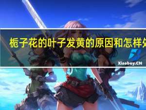 栀子花的叶子发黄的原因和怎样处理