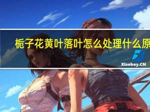 栀子花黄叶落叶怎么处理什么原因