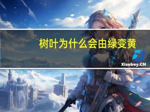 树叶为什么会由绿变黄