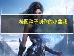 桂圆种子制作的小盆栽