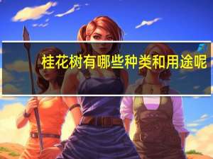 桂花树有哪些种类和用途呢