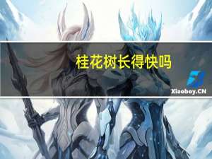 桂花树长得快吗