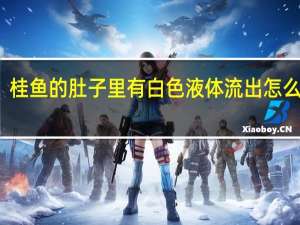桂鱼的肚子里有白色液体流出怎么回事