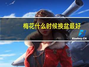 梅花什么时候换盆最好