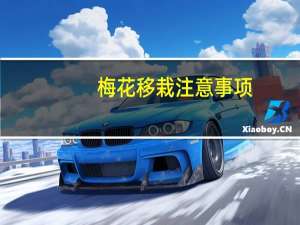 梅花移栽注意事项