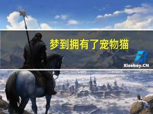 梦到拥有了宠物猫