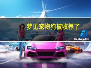 梦见宠物狗被收养了