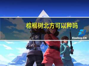 棕榈树北方可以种吗