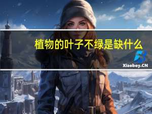 植物的叶子不绿是缺什么