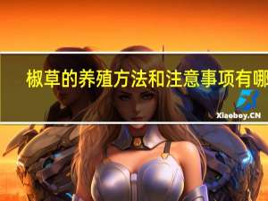 椒草的养殖方法和注意事项有哪些