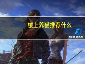 楼上养猫推荐什么