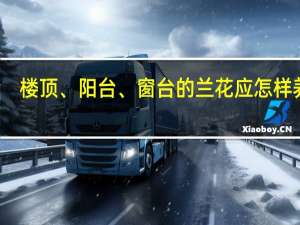 楼顶、阳台、窗台的兰花应怎样养护