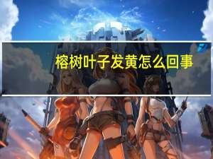 榕树叶子发黄怎么回事