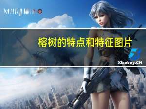 榕树的特点和特征图片（榕树的特点）