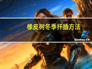 橡皮树冬季扦插方法