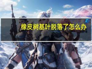 橡皮树基叶脱落了怎么办