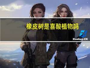 橡皮树是喜酸植物吗