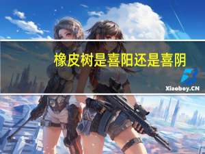 橡皮树是喜阳还是喜阴