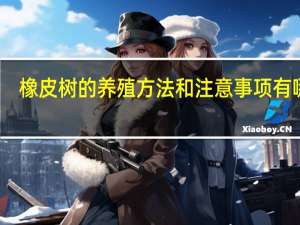 橡皮树的养殖方法和注意事项有哪些