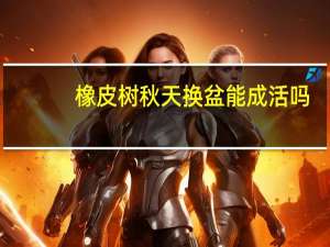 橡皮树秋天换盆能成活吗