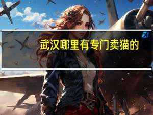 武汉哪里有专门卖猫的