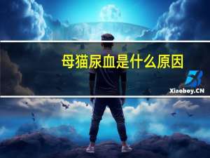 母猫尿血是什么原因