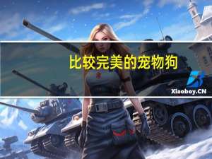 比较完美的宠物狗