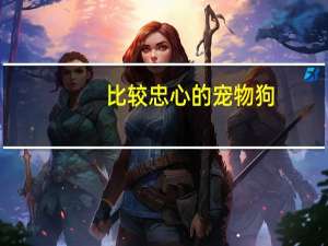 比较忠心的宠物狗