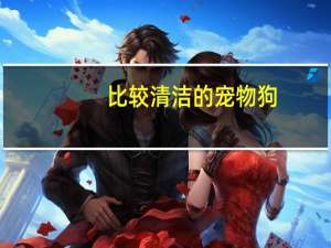 比较清洁的宠物狗