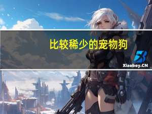 比较稀少的宠物狗